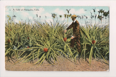 Foreign postcard - CUBA - Field of Pineapples - man, fruit in field - 2k0104