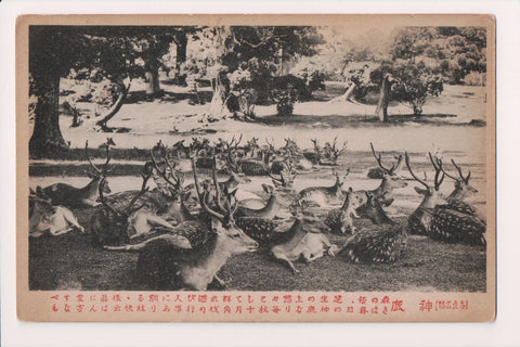 Foreign postcard - Number of Resting deer- Japanese printing - 2K0268