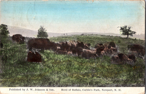 NH, Newport - Corbins Park, Herd of Buffalo - J W Johnson postcard - 2k0499