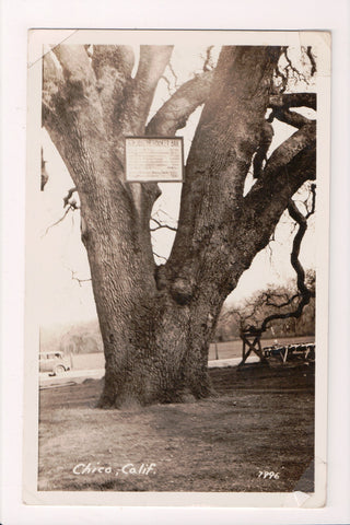 CA, Chico - Hooker Oak sign in tree - RPPC - 1935 postcard - A06894