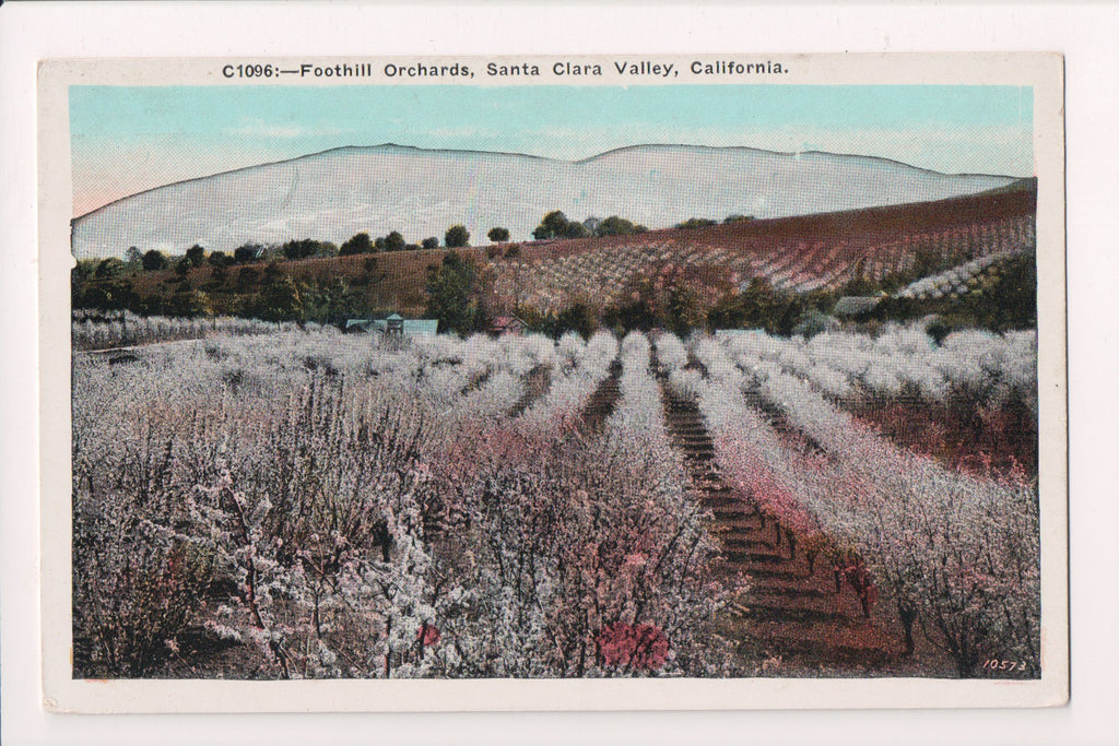 CA, SANTA CLARA VALLEY - Foothill Orchards - old postcard - A06929