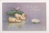 Easter postcard - ducklings swimming, water lilies - A19026