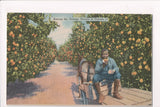 Black Americana - Worker boy in the orange grove @1945 - A06539