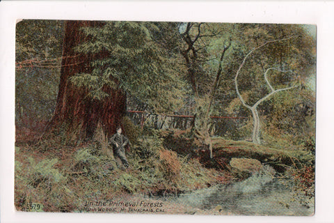 CA, MT TAMALPAIS - Muir Woods - Man leaning against tree @1912 - w01578