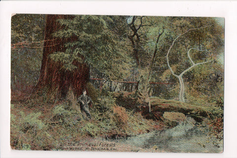 CA, Mt Tamalpais - Muir Woods - Man leaning against tree @1912 - w01578