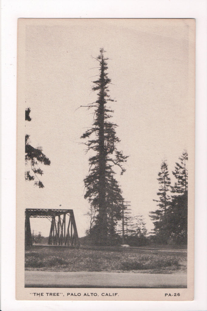 CA, PALO ALTO  - The Tree (and metal bridge) postcard - J03310