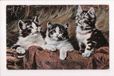 Animal - Cat or cats postcard - A Happy New Year (kittens) @1909 - 505018