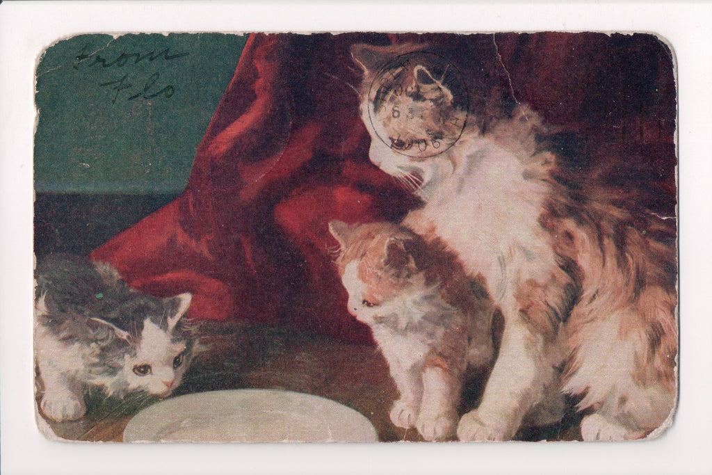 Animal - Cat or cats postcard - kittens looking at bowl of milk - 605313