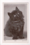 Animal - Cat or cats postcard - large black cat SAMBO - Rotary Photo - A04180