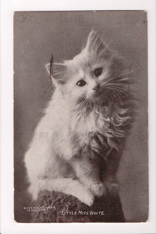 Animal - Cat or cats postcard - White Long Haired, C E Bullard - A06749