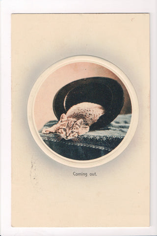 Animal - Cat or cats postcard - COMING OUT - laying in a hat - A06752