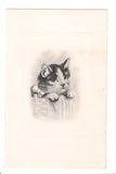 Animal - Cat or cats postcard - head and paws - PTL card - A06756
