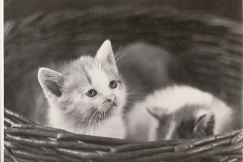 Animal - Cat or cats postcard - kittens in a basket - A06764
