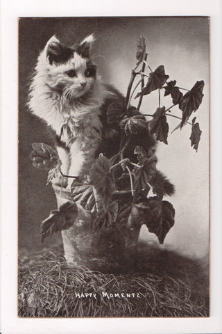 Animal - Cat or cats postcard - black and white fur, on a plant - A06767