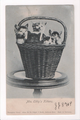 Animal - Cat or cats postcard - MRS EDDYS KITTENS in basket - A06770