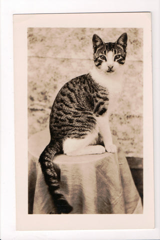 Animal - Cat or cats postcard - Prized pet posing for Photo - RPPC - A06772