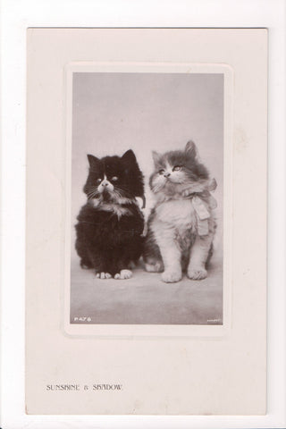 Animal - Cat or cats postcard - SUNSHINE and SHADOW RPPC - A06774