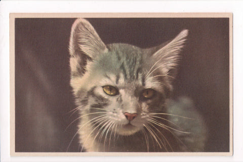 Animal - Cat or cats postcard - Yellow eyed kitten, head shot - A06782