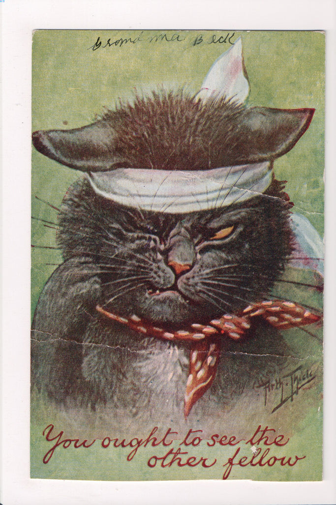 Animal - Cat or cats postcard - Black cat after a fight - Thiele - B10011