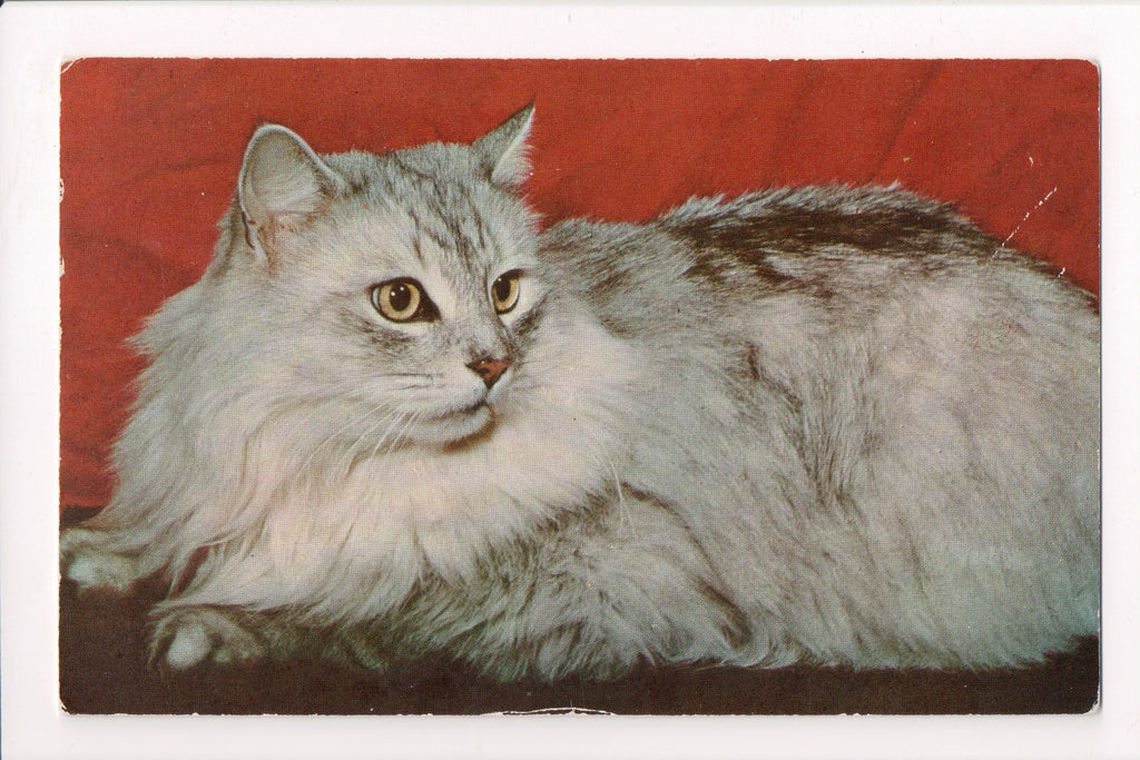 Animal - Cat or cats postcard - Gray long haired cat closeup - B10032