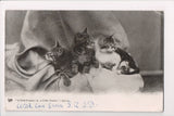 Animal - Cat or cats postcard - kittens - Tucks Animal Life Series - EP0172
