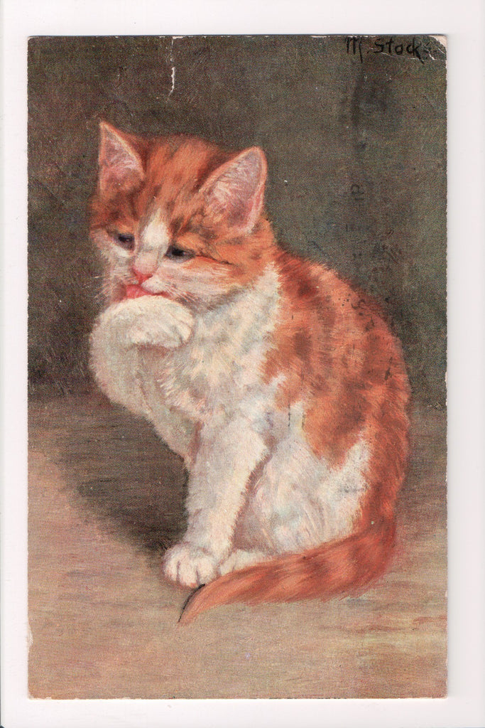 Animal - Cat or cats postcard - Kitten licking its paw - @1908 postcard - S01519
