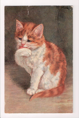 Animal - Cat or cats postcard - Kitten licking its paw - @1908 postcard - S01519