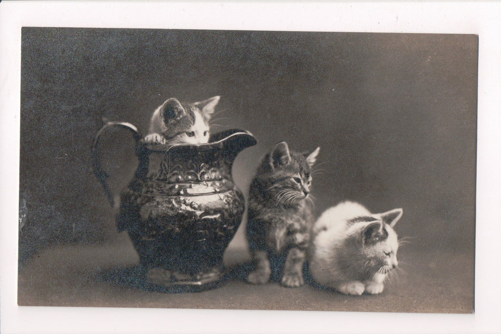 Animal - Cat or cats postcard - kittens, one in pitcher - RPPC - SH7374