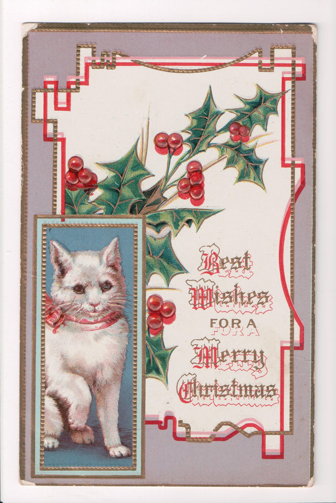 Animal - Cat or cats postcard - White Cat with ribbon collar - @1910 - SH7377
