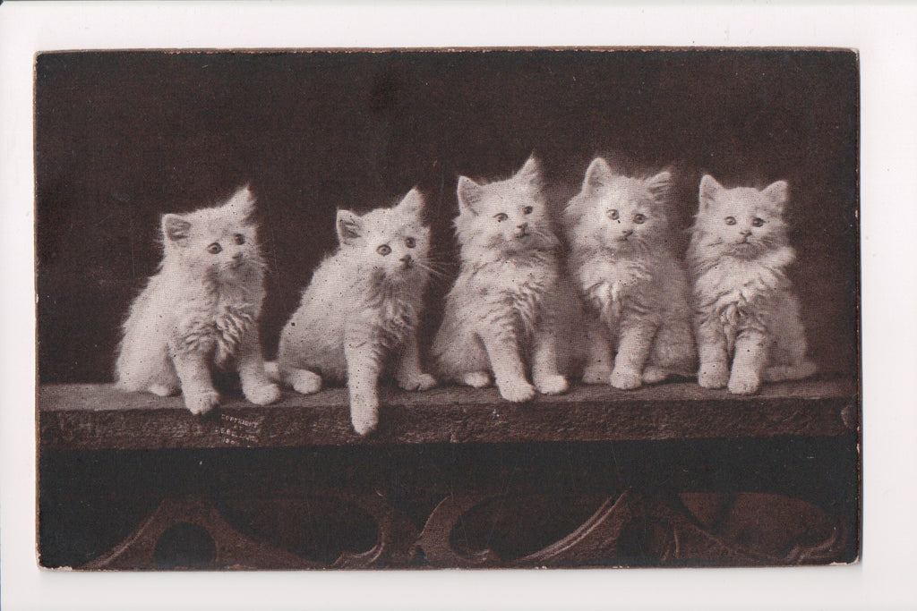 Animal - Cat or cats postcard - white kittens on board - The Cute Kitty - SL2652