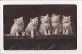 Animal - Cat or cats postcard - white kittens on board - The Cute Kitty - SL2652