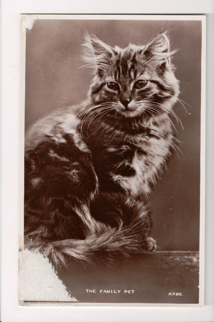 Animal - Cat or cats postcard - THE FAMILY PET - Animal Series RPPC - VT0144