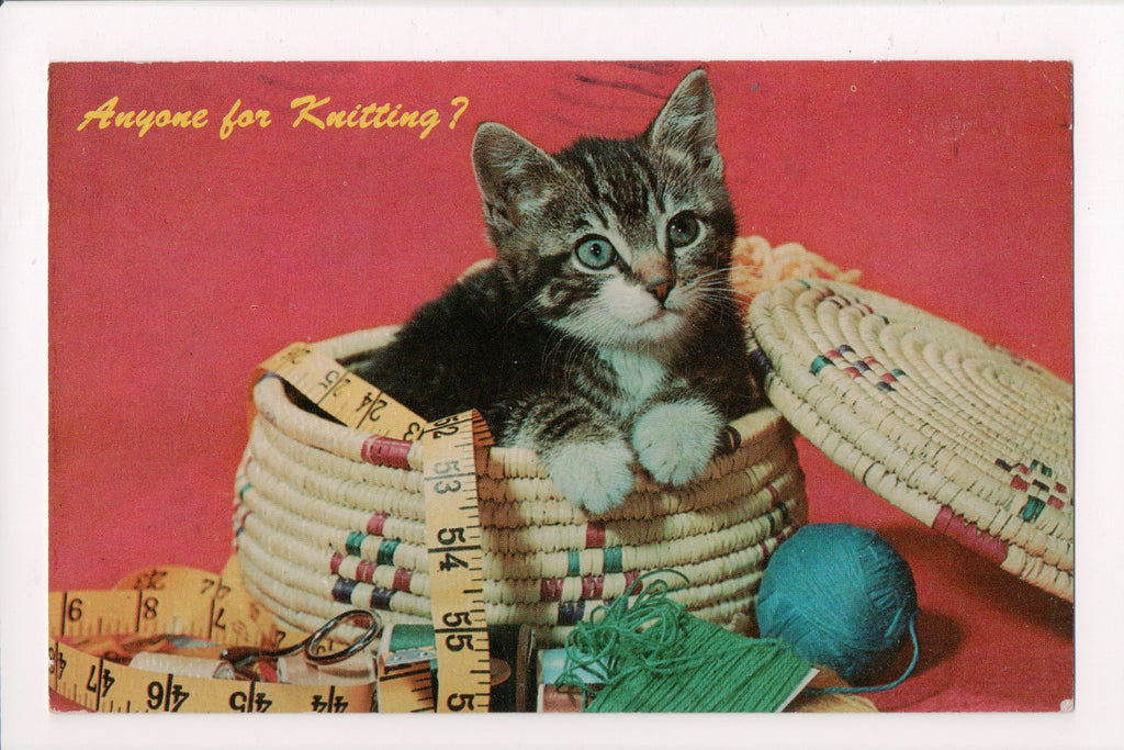 Animal - Cat or cats postcard - in a grass basket - ANYONE FOR KNITTING - VT0197