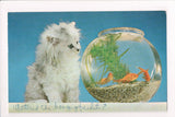 Animal - Cat or cats postcard - kitten staring at goldfish in bowl - VT0017