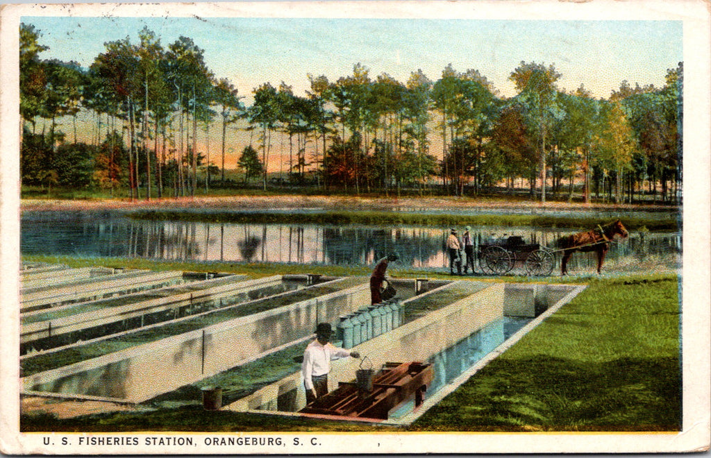 SC, Orangeburg - US Fisheries Station - men in runways, horse and buggy postcard