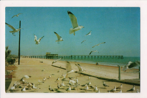 SC, Myrtle Beach - Boardwalk, Pier, Seagulls - DG0079