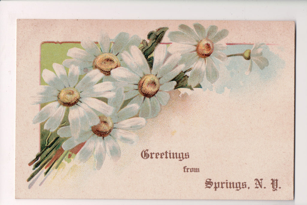 NY, Springs - Greetings from postcard, daisies postcard - G18124