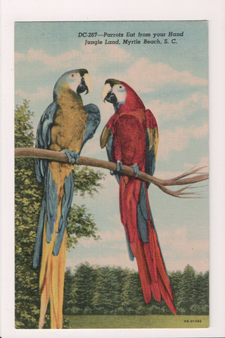 SC, Myrtle Beach - JUNGLE LAND advertisement postcard - Parrots - H03242