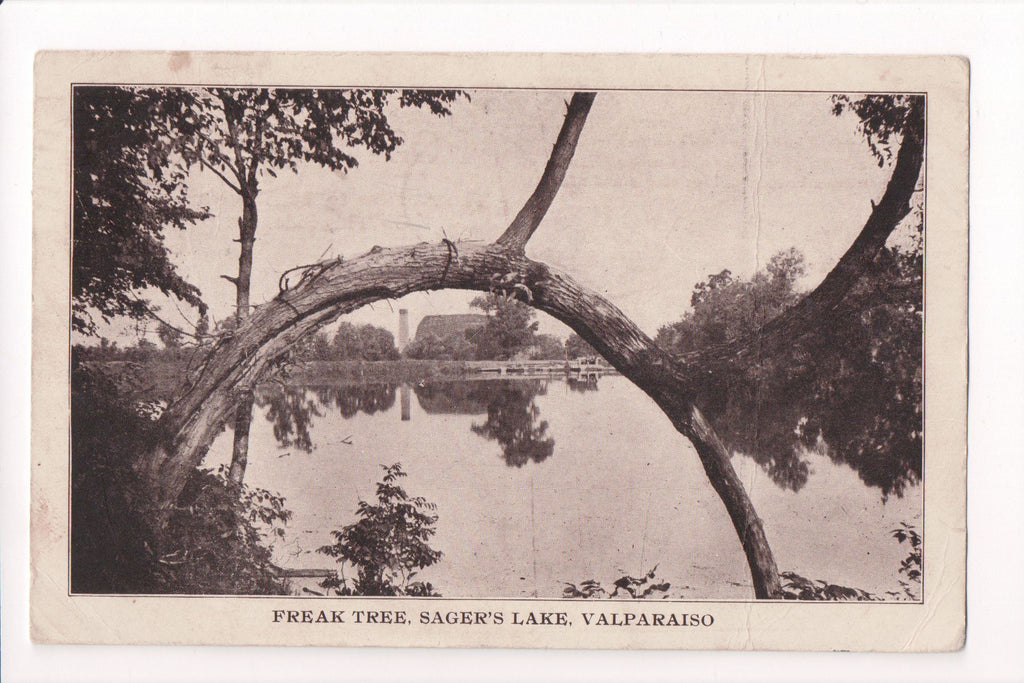 IN, Valparaiso - Sagers Lake, Freak Tree postcard - C08189