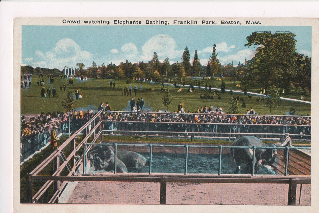MA, Boston - Franklin Park, Elephants Bathing - ADDRESS YOUR MAIL logo - K06059