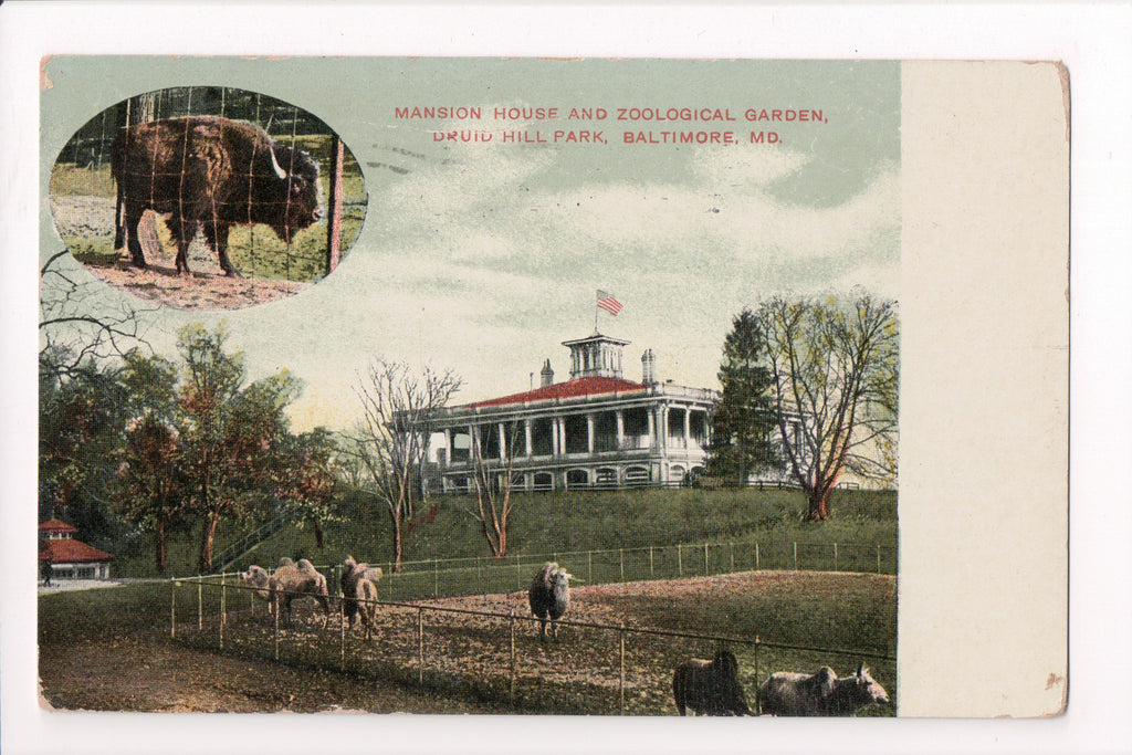 MD, BALTIMORE - Druid Hill Park, Mansion House, Buffalo, camels etc - w01491