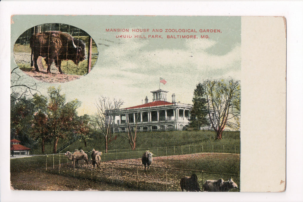 MD, Baltimore - Druid Hill Park, Mansion House, Buffalo, camels etc - w01491