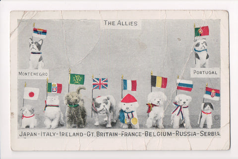 MISC - Military - The Allies - 10 dogs along with flags - AS IS - C06599