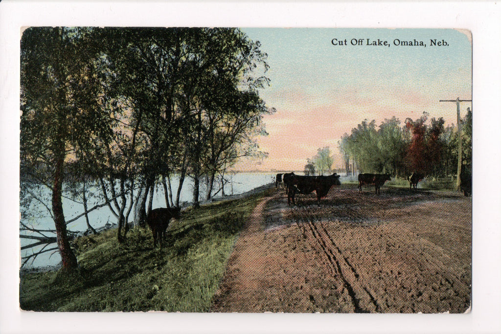 NE, Omaha - Cut Off Lake, with cows in the middle of dirt road - J04120