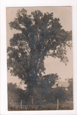 NH, HAMPTON FALLS - Whittier Elm Tree - RPPC - C08748