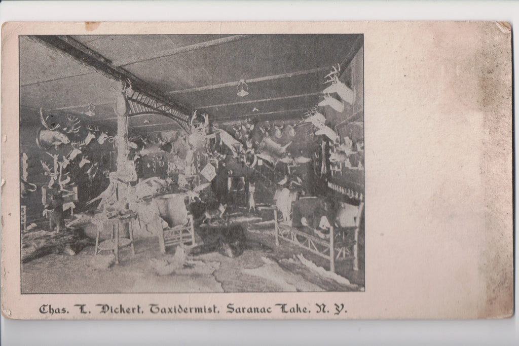 NY, SARANAC LAKE - Taxidermist Chas Dickert interior (original SOLD) J06056