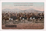 CA, LOS ANGELES - Cawston Ostrich Farm - postcard - S01117