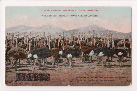 CA, Los Angeles - Cawston Ostrich Farm - postcard - S01117