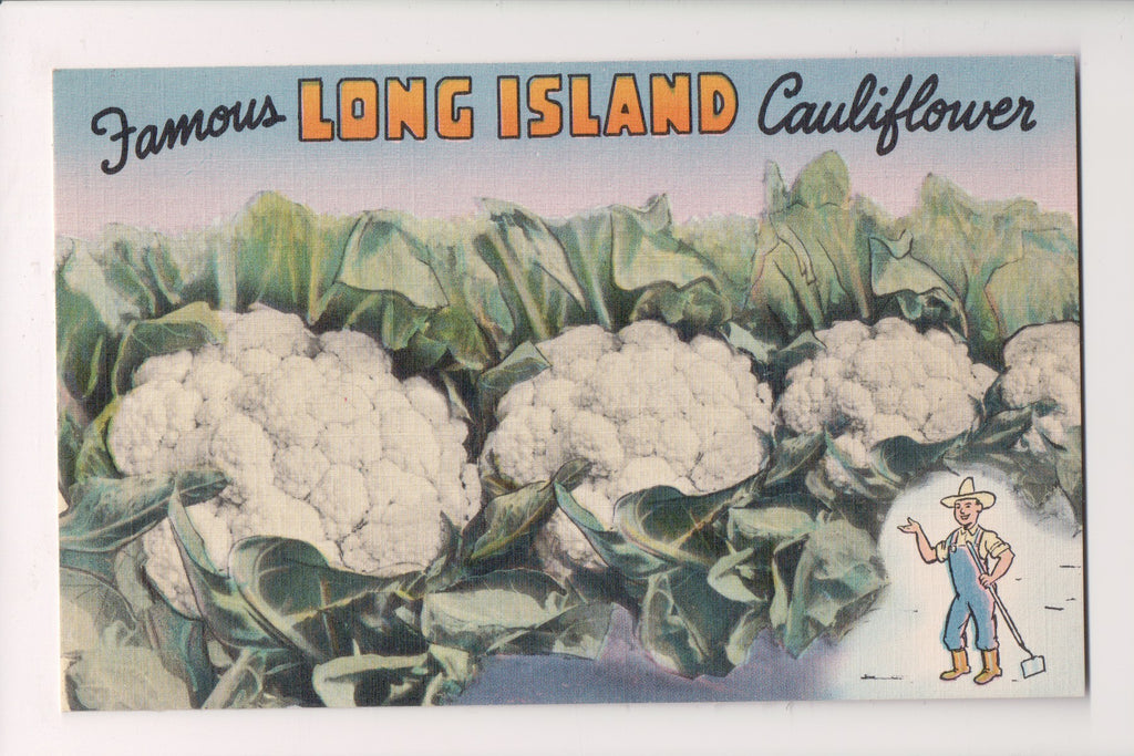 NY, LONG ISLAND - Large Cauliflower heads postcard - SL2755