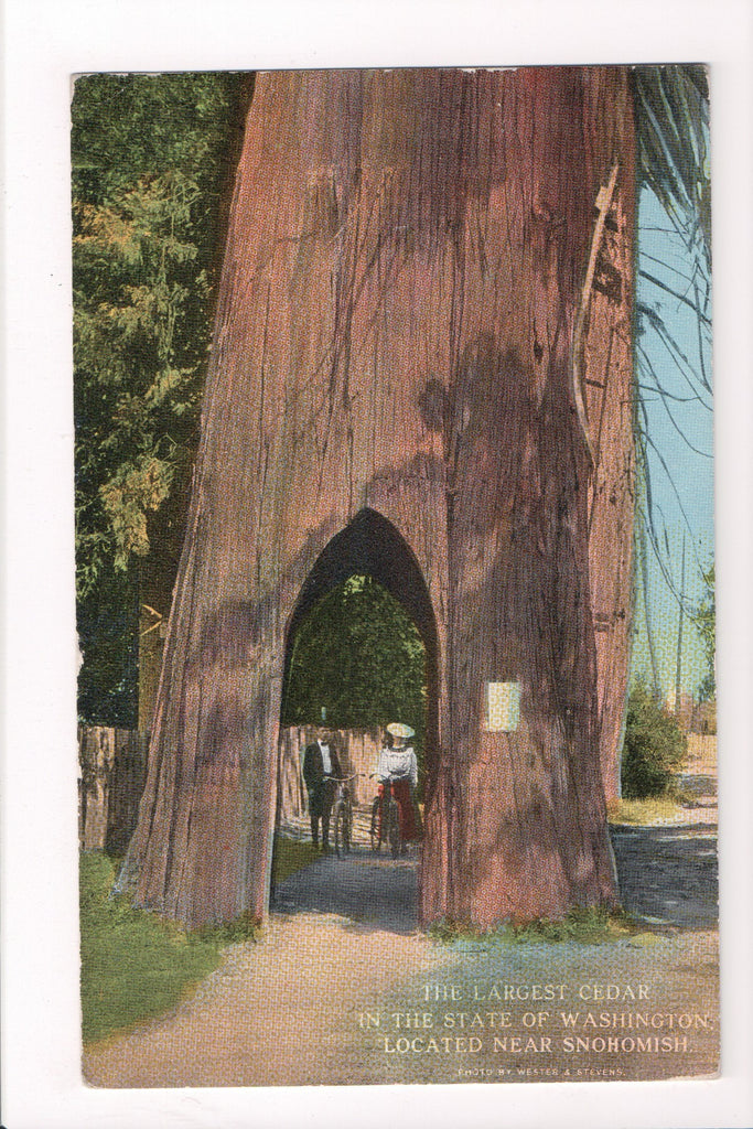 WA, Snohomish - Largest Cedar in State, lady and man with bikes @1916 - C06087